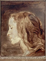 Head Study
