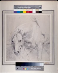 Head and Forequarters of a gray horse