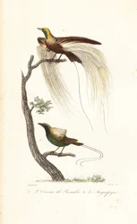 Greater bird-of-paradise and magnificent bird-of-paradise