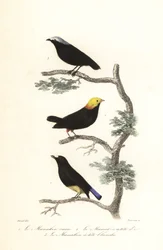 Manakin Species