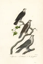 Sparrowhawk, goshawk and gyrfalcon