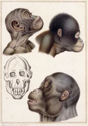Skull of a Pongo