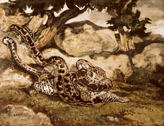 A Python Killing a Tiger