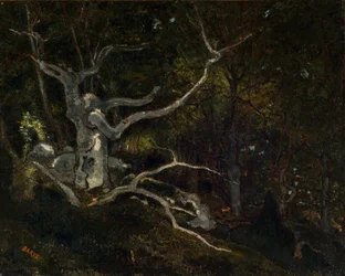 Forest of Fontainebleau, The Reine Blanche 1860