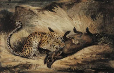 Leopard Eating a Wild Boar