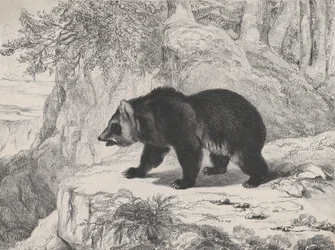 Mississippi Bear