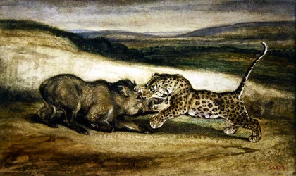Panther Fighting a Wild Boar