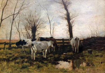 Cows on Pasture