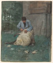 Sheep Shearer
