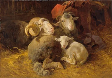 Sheep in the Stable