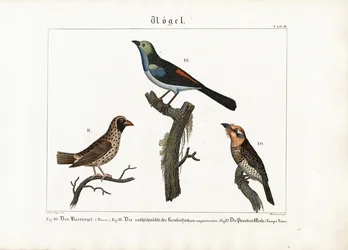 Barbet, Weaver Bird and Paradise Flycatcher