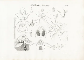 Insect Anatomy