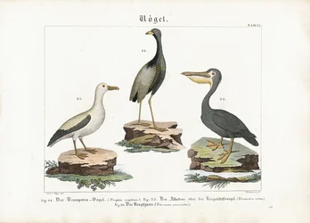 Trumpeter, Albatross and Pelican