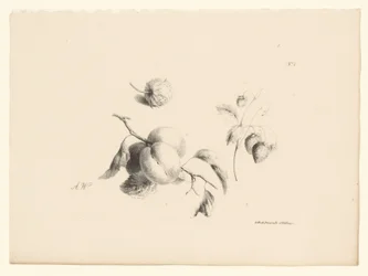 Apricots and Strawberries (Flowers and Fruits)