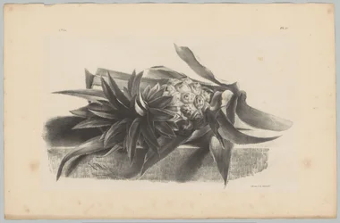 Pineapple (Flower and Fruit Studies... 3rd Issue)