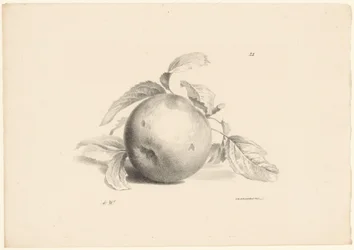 Apple (series title: Fruit)