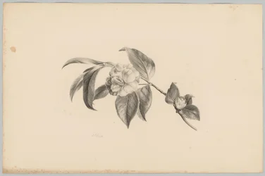 Flowers (series title: Flower and Fruit Studies, 3rd installment)