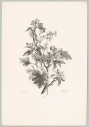 Flowers on a Branch (Flower and Fruit Studies 10th installment series)