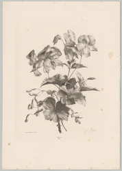 Various Flowers