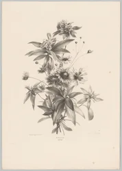 Various Flowers (Flower and Fruit Studies, 10th installment)