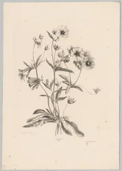 Various Flowers (Flower and Fruit Studies, 10th installment)
