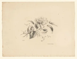 Various Flowers (Flowers and Fruits)