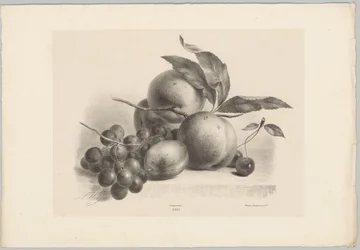 Grapes, Plum, Peaches, and Cherries (Flower and Fruit Studies, 10th installment)