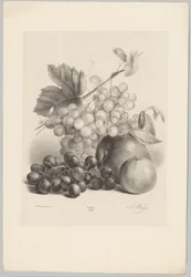 Red and White Grapes and Apples (Flower and Fruit Studies) (10th installment) (series title)