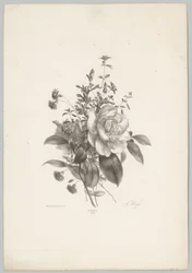 Roses, Carnations, and Fuchsia (Flower and Fruit Studies, 10th Issue)