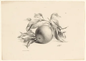 Orange (Fruit)