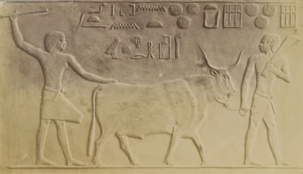 Sacred Bull at Saqqara