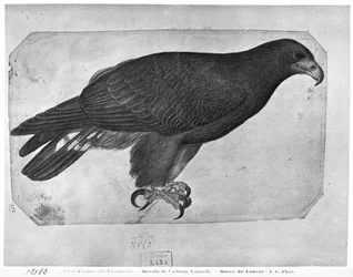 Hawk, from The Vallardi Album