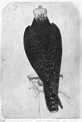 Hawk on Hand, Seen from Behind, from the The Vallardi Album