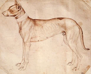 Study of hunt dog