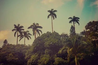 Palm Trees II