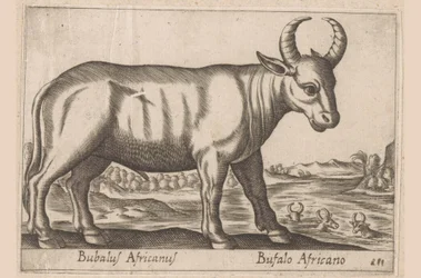 African Buffalo