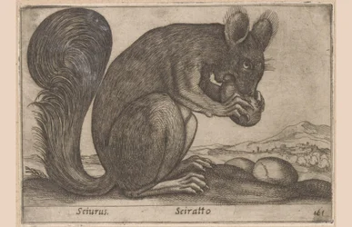 Squirrel (Sciurus, Sciratto, Animals and Fabulous Creatures, Nova raccolta de li animali piu curiosi del mondo)