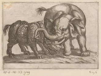 A rhinoceros fights with an elephant