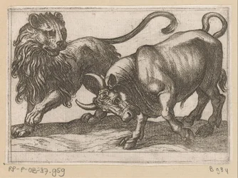 A Bull Attacking a Lion