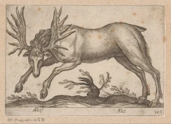 Elk
