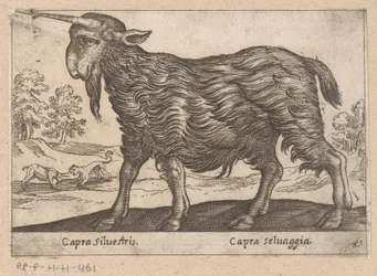 Goat with One Horn (Capra Silvestris/Capra Selvaggia)