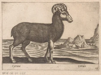 Chamois