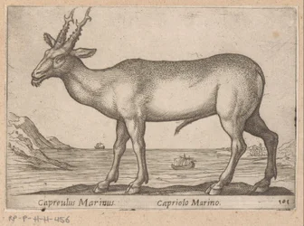 Deer (Capreulus Marinus/Capriolo Marino) (title on object) Animals and Fabulous Creatures (series title) Nova Raccolta de li Animali Piu Curiosi del Mondo (series title)