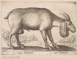 Mambrina Goat
