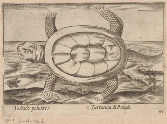 Marsh Turtle Testudo Palustres / Tartaruca di Palude (title on object) Animals and Mythical Creatures (series title) Nova Raccolta de li Animali Piu Curiosi del Mondo (series title)