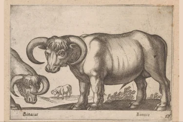Cattle