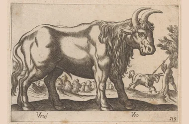 Bull (series title: Animals and Mythical Creatures, Nova raccolta de li animali piu curiosi del mondo)