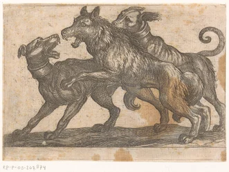 Two Dogs Fighting a Wolf (Fighting Animals)
