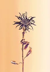 Ancient Flower -Apricot, 2025
