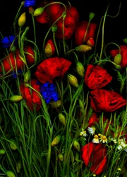 Artfloral Poppy 1